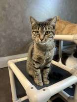 Chimera, an adoptable Domestic Short Hair in Oskaloosa, IA, 52577 | Photo Image 2