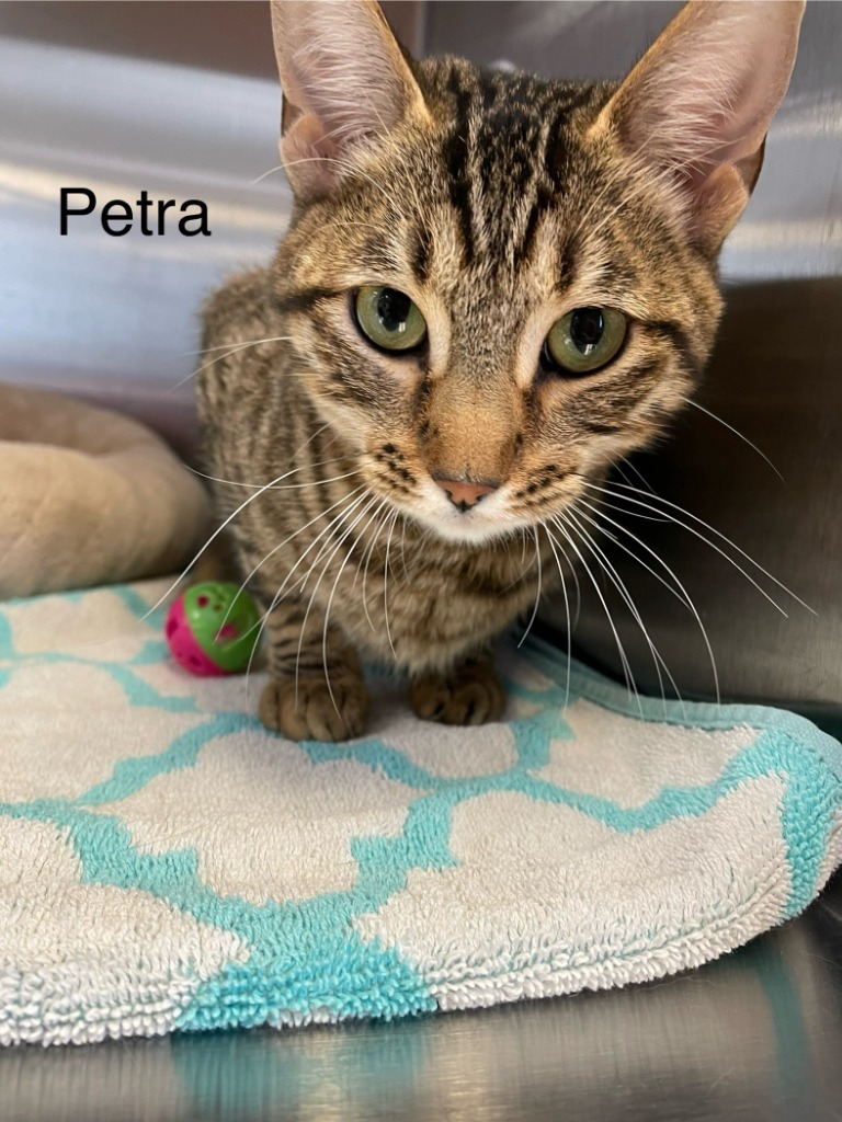 Petra, an adoptable Domestic Short Hair in Heber City, UT, 84032 | Photo Image 1