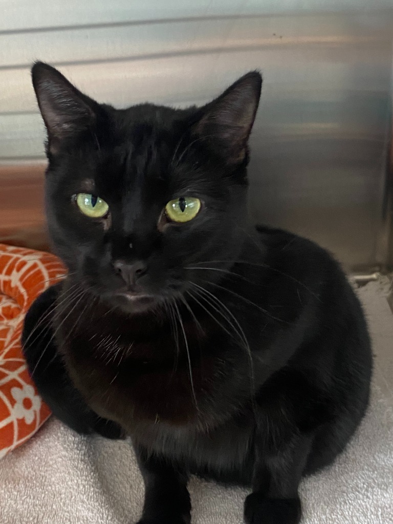 Yams, an adoptable Domestic Short Hair in Heber City, UT, 84032 | Photo Image 1