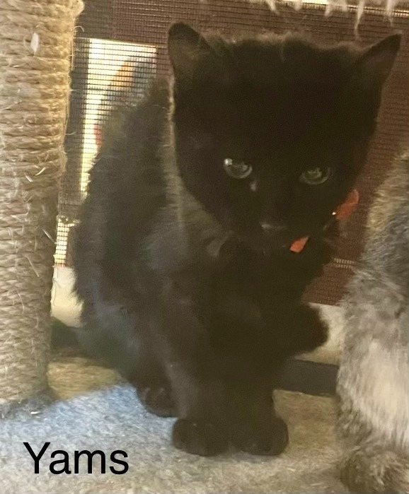 Yams, an adoptable Domestic Short Hair in Heber City, UT, 84032 | Photo Image 2