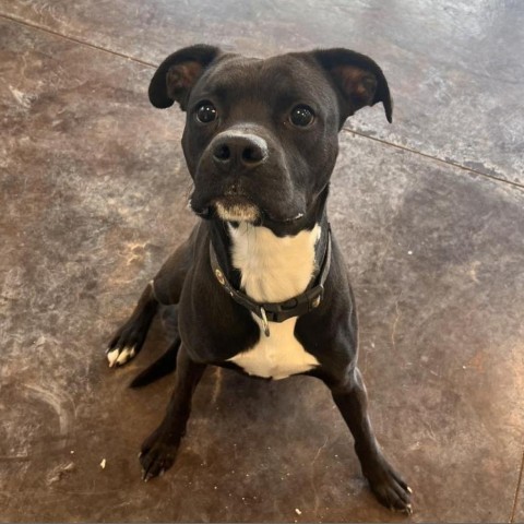 Sid (Arthello), an adoptable Boxer in Rifle, CO, 81650 | Photo Image 1