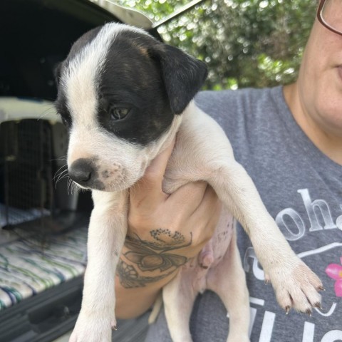 LL Drool Jay: AIR-Stray-ai629, an adoptable Mixed Breed in Keaau, HI, 96749 | Photo Image 3