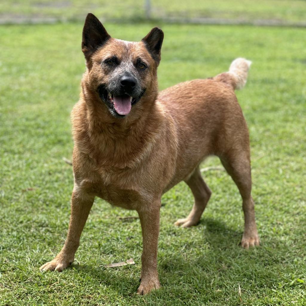 Noah, an adoptable Cattle Dog in Keaau, HI, 96749 | Photo Image 1