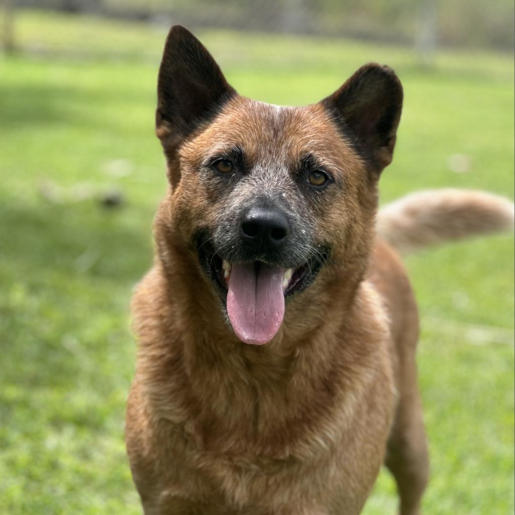 Noah, an adoptable Cattle Dog in Keaau, HI, 96749 | Photo Image 2