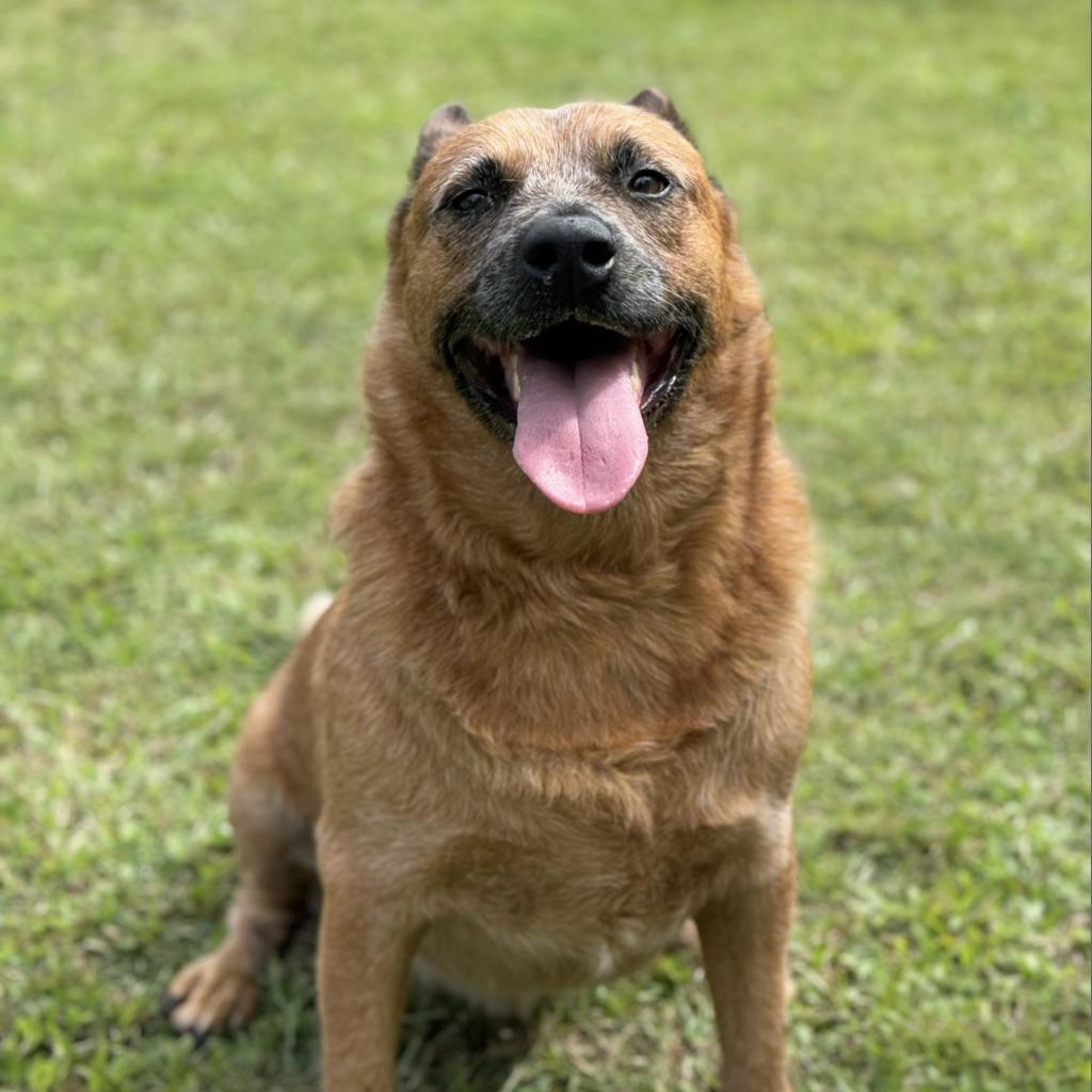 Noah, an adoptable Cattle Dog in Keaau, HI, 96749 | Photo Image 3