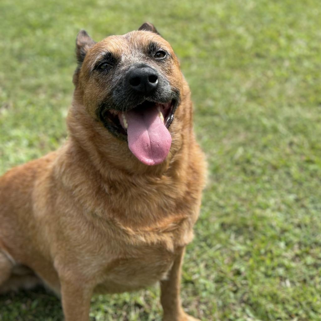 Noah, an adoptable Cattle Dog in Keaau, HI, 96749 | Photo Image 4