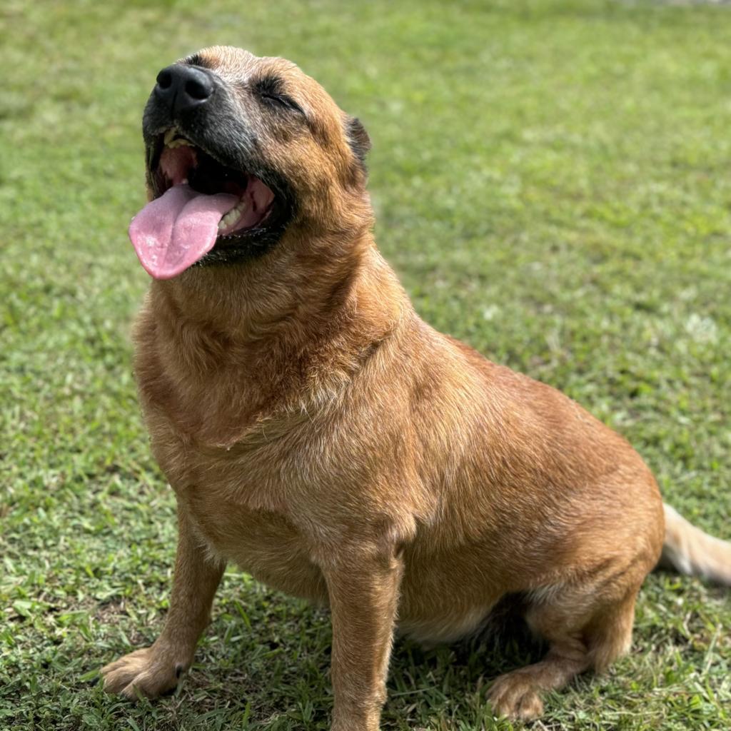 Noah, an adoptable Cattle Dog in Keaau, HI, 96749 | Photo Image 5