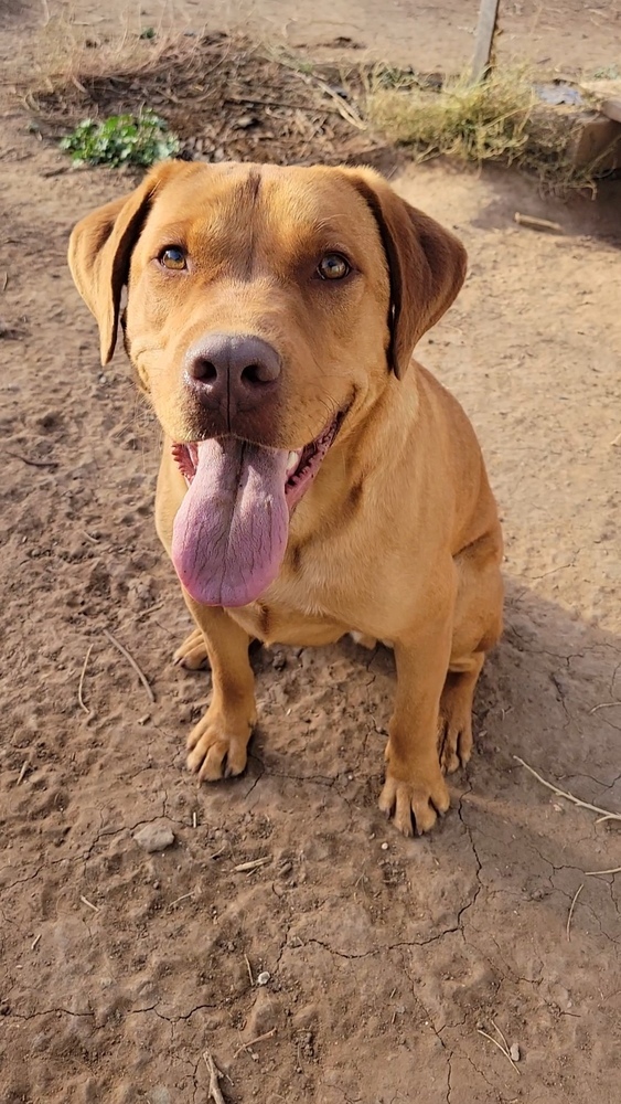 Shaun, an adoptable Labrador Retriever in Cortez, CO, 81321 | Photo Image 1