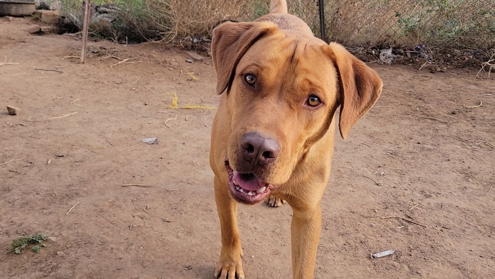 Shaun, an adoptable Labrador Retriever in Cortez, CO, 81321 | Photo Image 2