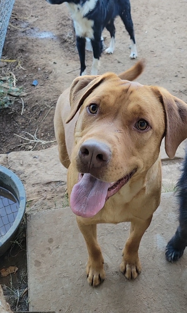 Shaun, an adoptable Labrador Retriever in Cortez, CO, 81321 | Photo Image 4