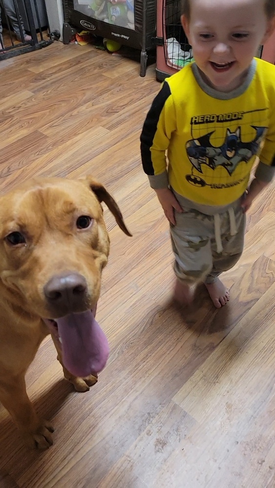 Shaun, an adoptable Labrador Retriever in Cortez, CO, 81321 | Photo Image 5