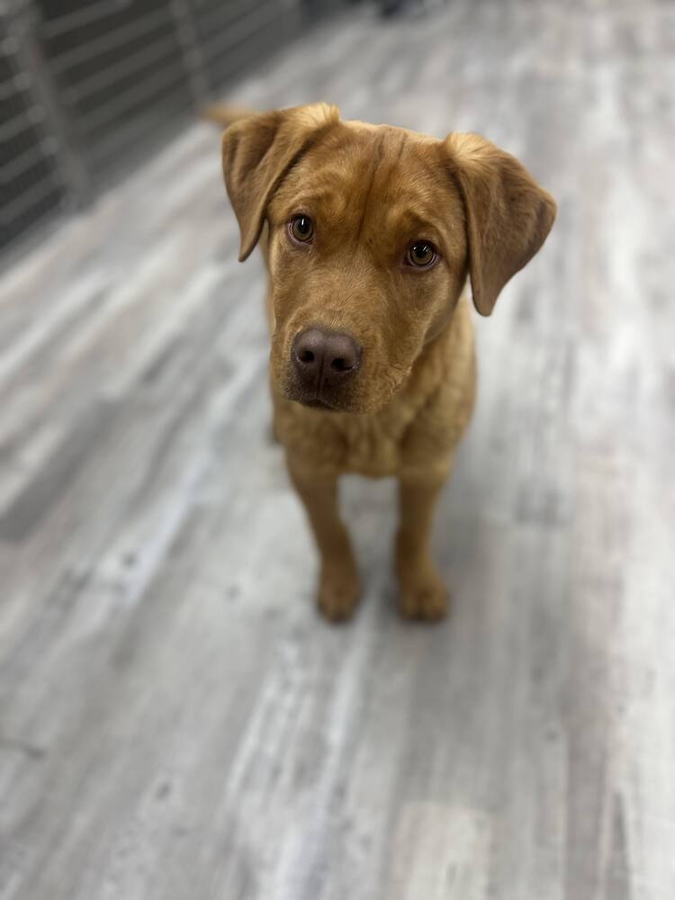 Shaun, an adoptable Labrador Retriever in Cortez, CO, 81321 | Photo Image 6