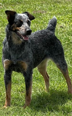 Orphan Annie, Adult Female Australian Cattle Dog / Blue Heeler
