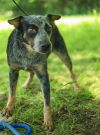 Orphan Annie photo 3