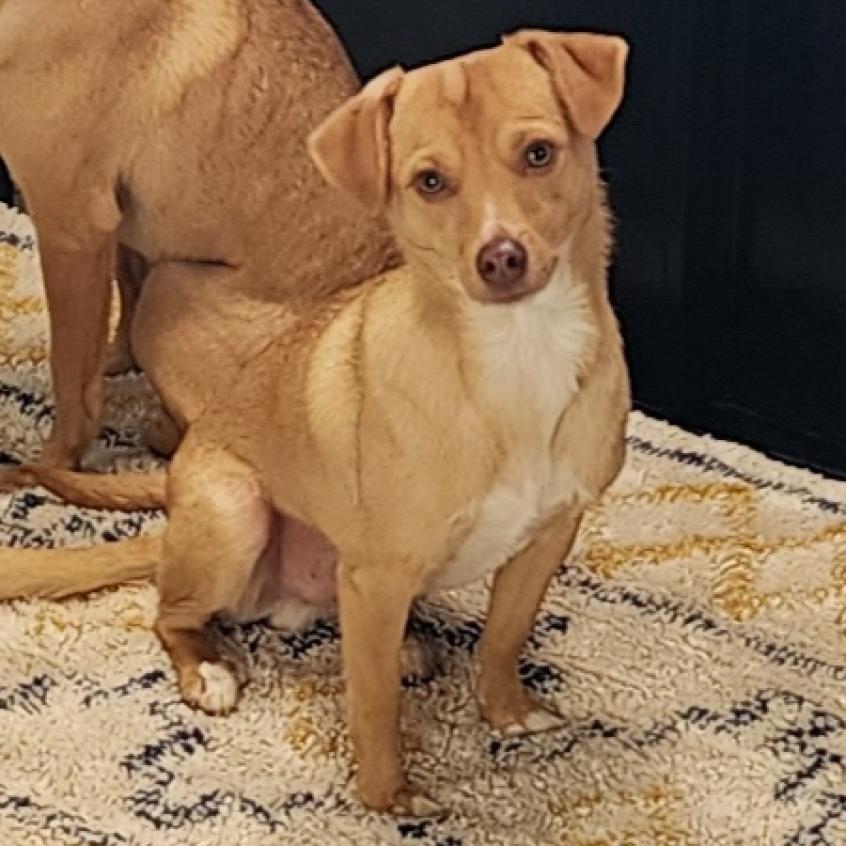 Toby, an adoptable Chihuahua in St. Helena, CA, 94574 | Photo Image 2