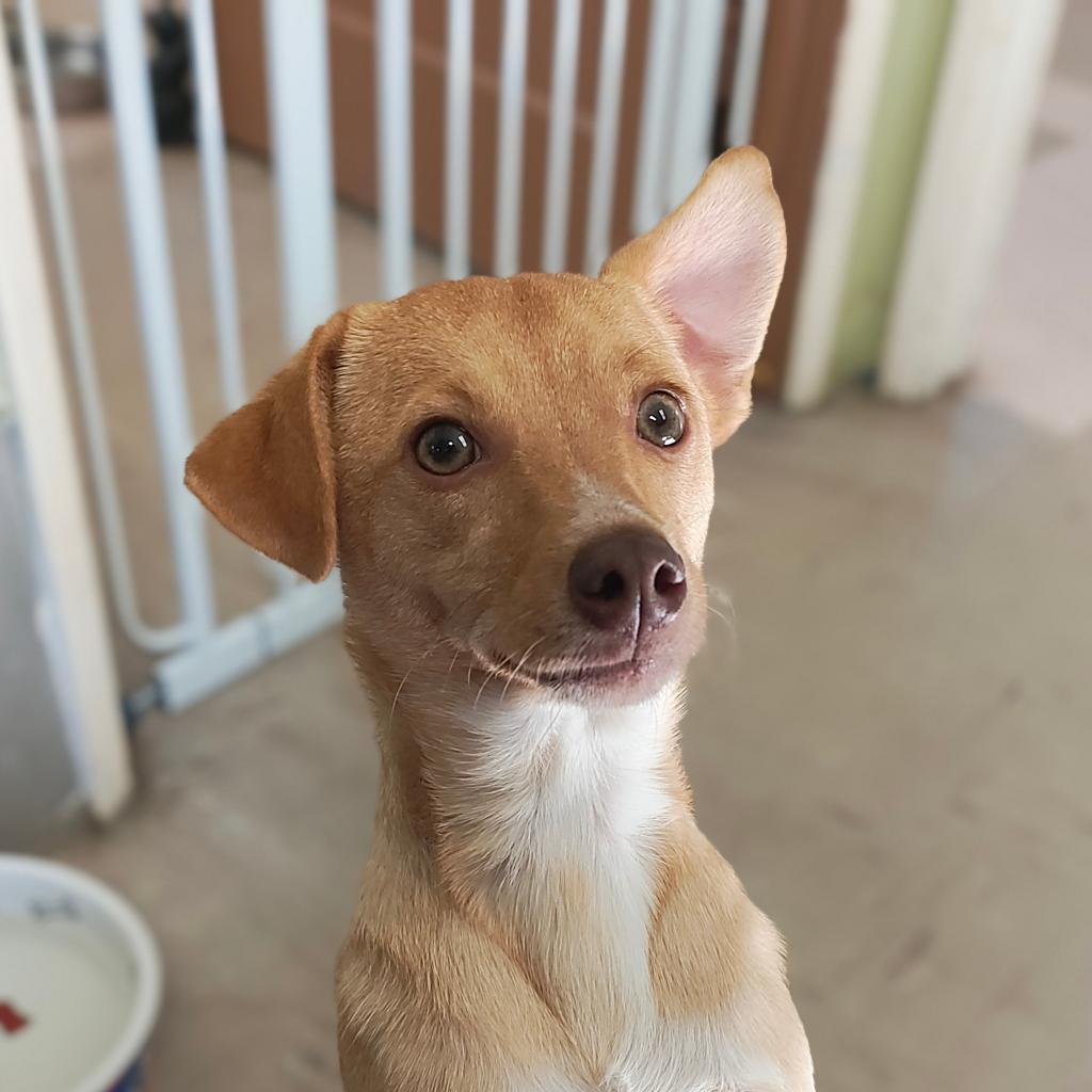 Toby, an adoptable Chihuahua in St. Helena, CA, 94574 | Photo Image 3
