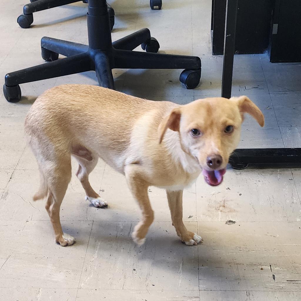 Toby, an adoptable Chihuahua in St. Helena, CA, 94574 | Photo Image 4