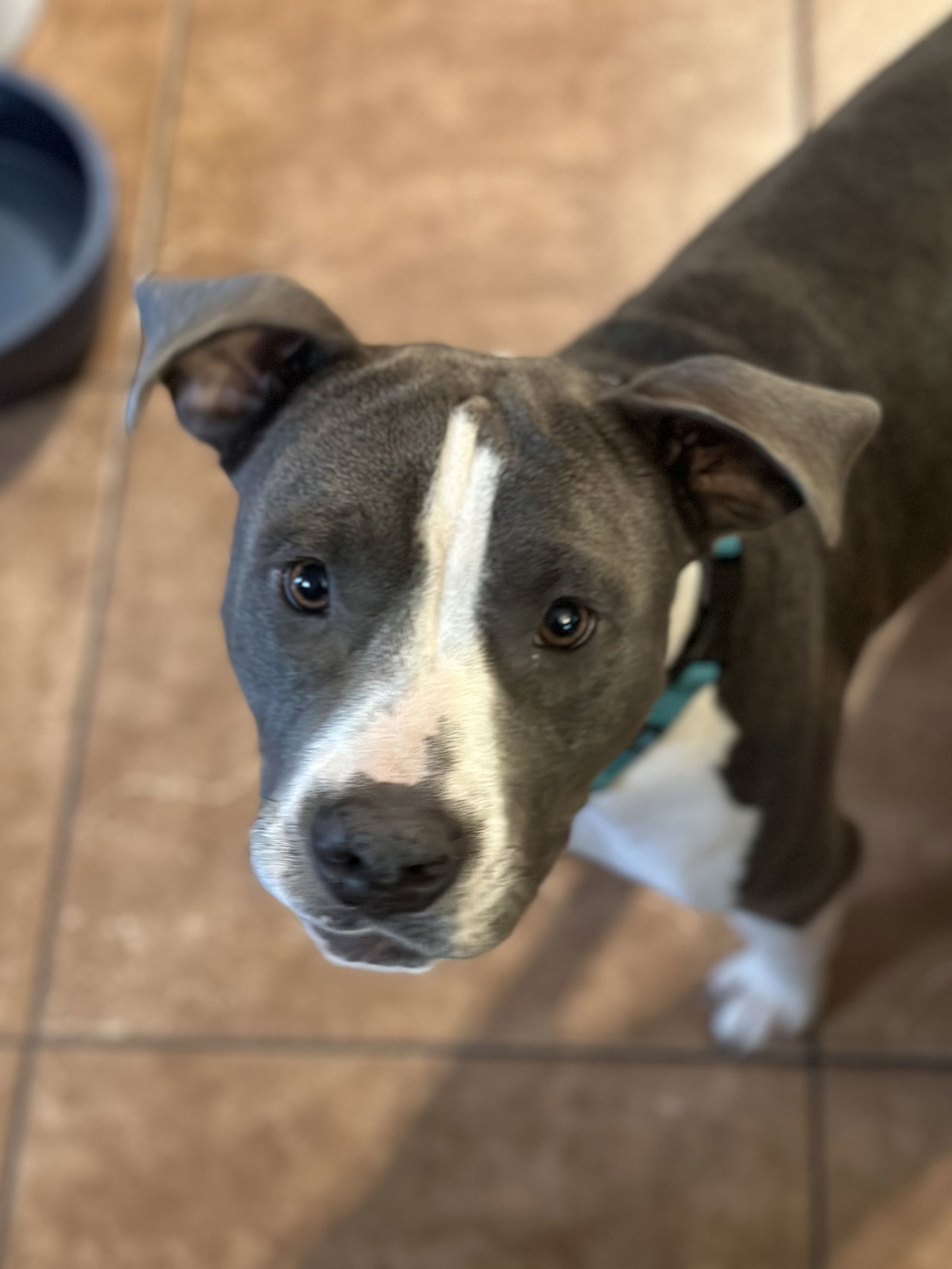 Sammie, an adoptable Pit Bull Terrier in Polson, MT, 59860 | Photo Image 1