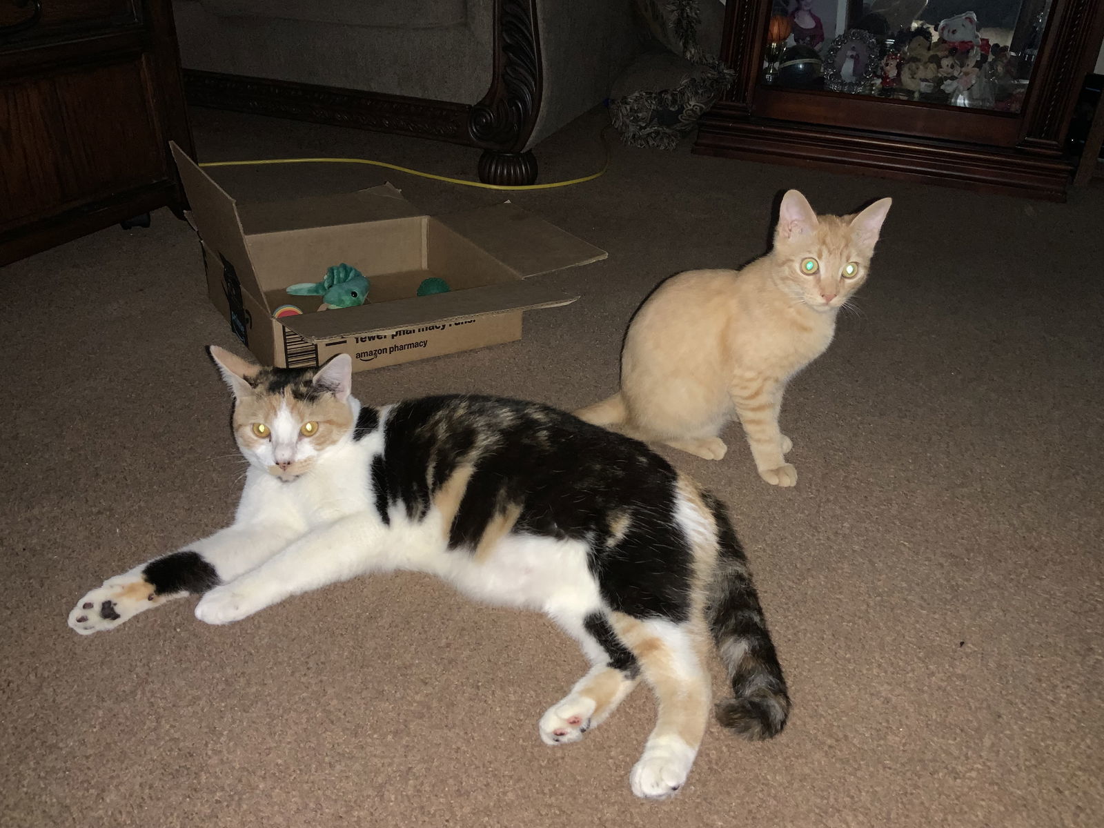 Anastasia Buttercup Napa petco