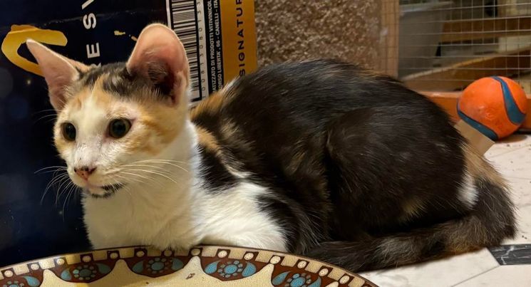 Anastasia Buttercup Napa petco