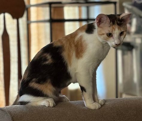 Anastasia Buttercup Napa petco