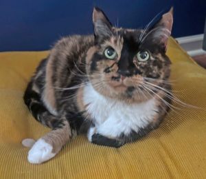 Nibs, Adult Female Calico