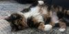 Nibs photo 2