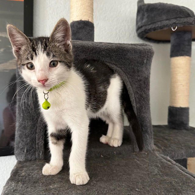 Kelly Kat, an adoptable Domestic Short Hair, Tabby in Visalia, CA, 93277 | Photo Image 1