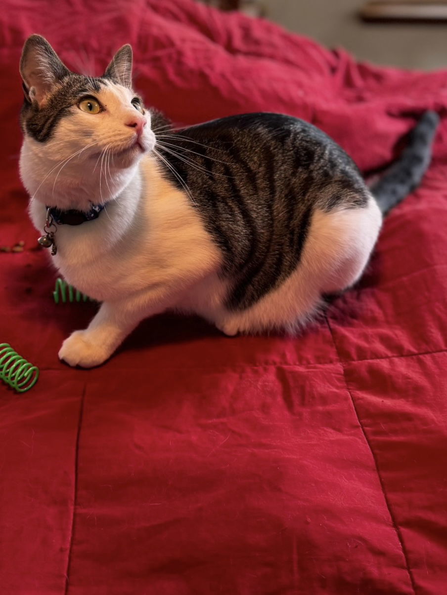 Kelly Cat, an adoptable Domestic Short Hair in Visalia, CA, 93277 | Photo Image 1