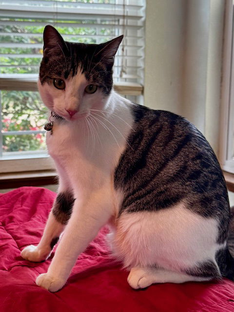 Kelly Cat, an adoptable Domestic Short Hair in Visalia, CA, 93277 | Photo Image 3