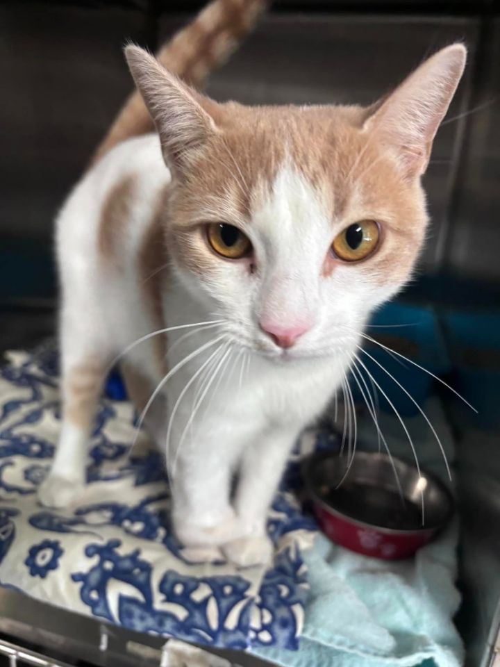 Cat for adoption Dewey, a Domestic Short Hair Mix in Sebastian, FL