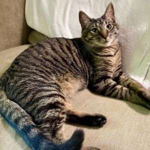 Kaos Litter: PROMETHEUS