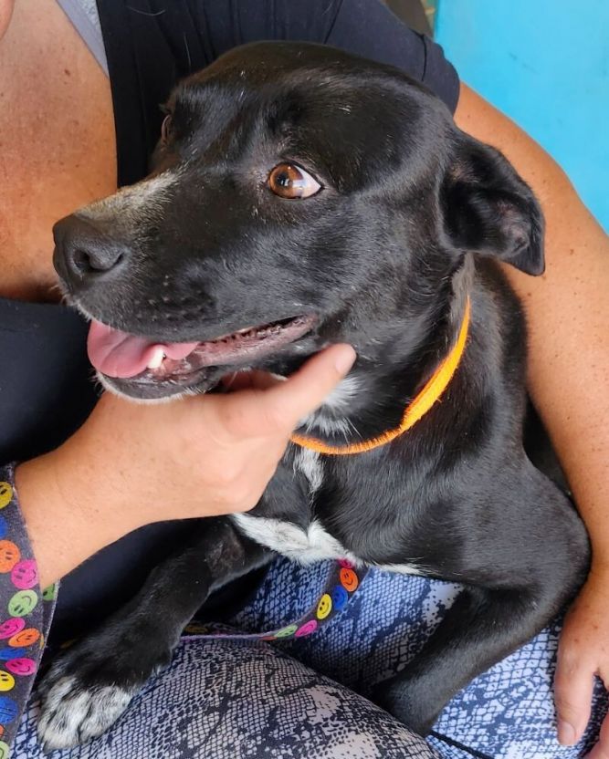 Dog for adoption Hattie, an Australian Kelpie Mix in Windsor, CO