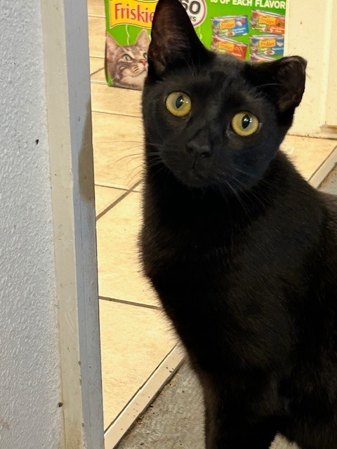 Prissy, an adoptable Domestic Short Hair in Grand Junction, CO, 81501 | Photo Image 1