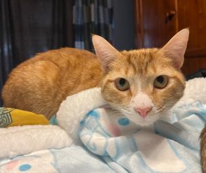 Meet Cheesy Fiesta Potato the purr-fectly sweet kitty with the cheesiest name and the warmest heart