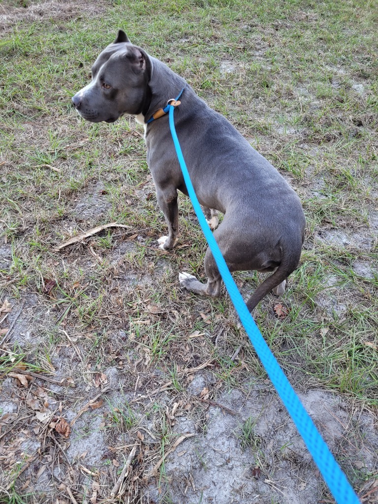 Artemis