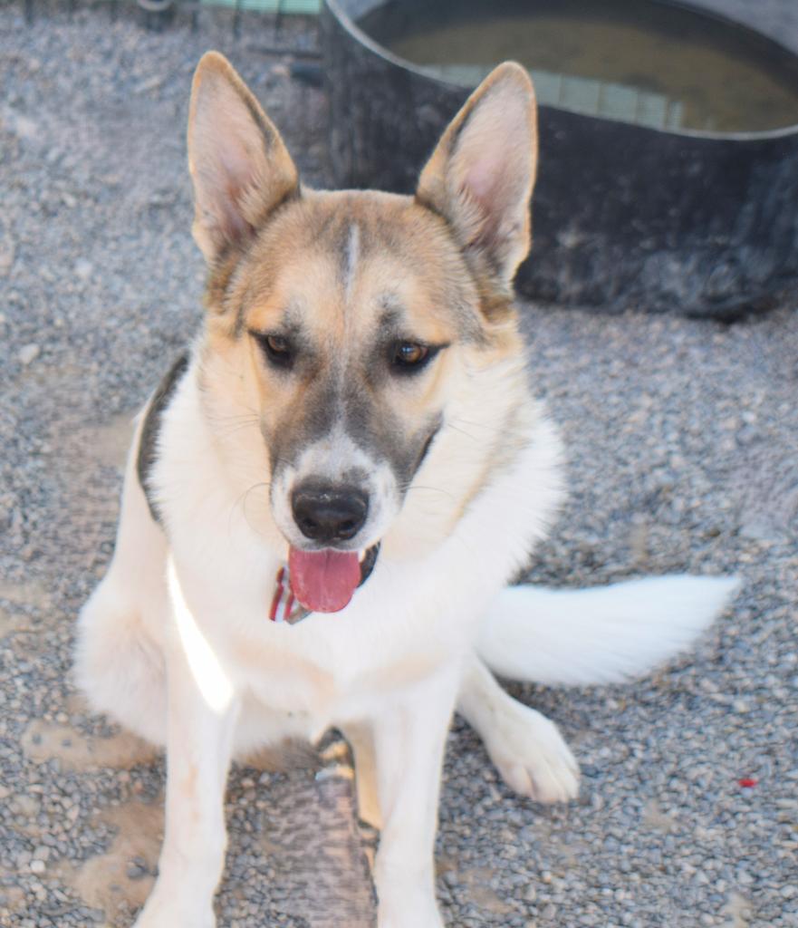 Max (Junior) (Lassie P1) (A1778725)