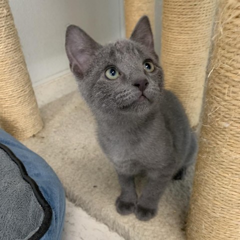 Pluto, an adoptable Domestic Short Hair in Mount Shasta, CA, 96067 | Photo Image 1