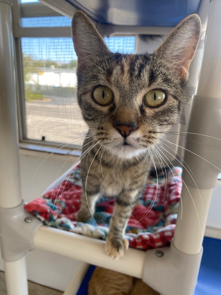 Hollie, an adoptable Domestic Short Hair in Grand Junction, CO, 81505 | Photo Image 1