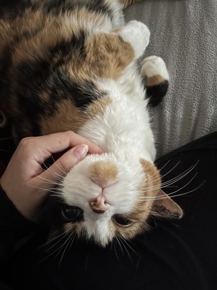 Mika, an adoptable Domestic Short Hair in Montreal, QC, H4P 1X4 | Photo Image 1