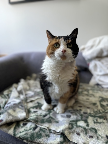 Mika, an adoptable Domestic Short Hair in Montreal, QC, H4P 1X4 | Photo Image 2
