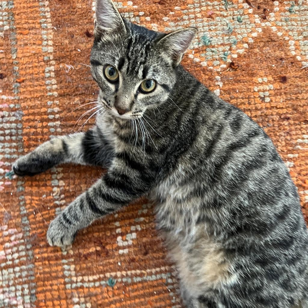 STRIPES, an adoptable Domestic Short Hair in San Antonio, TX, 78212 | Photo Image 2