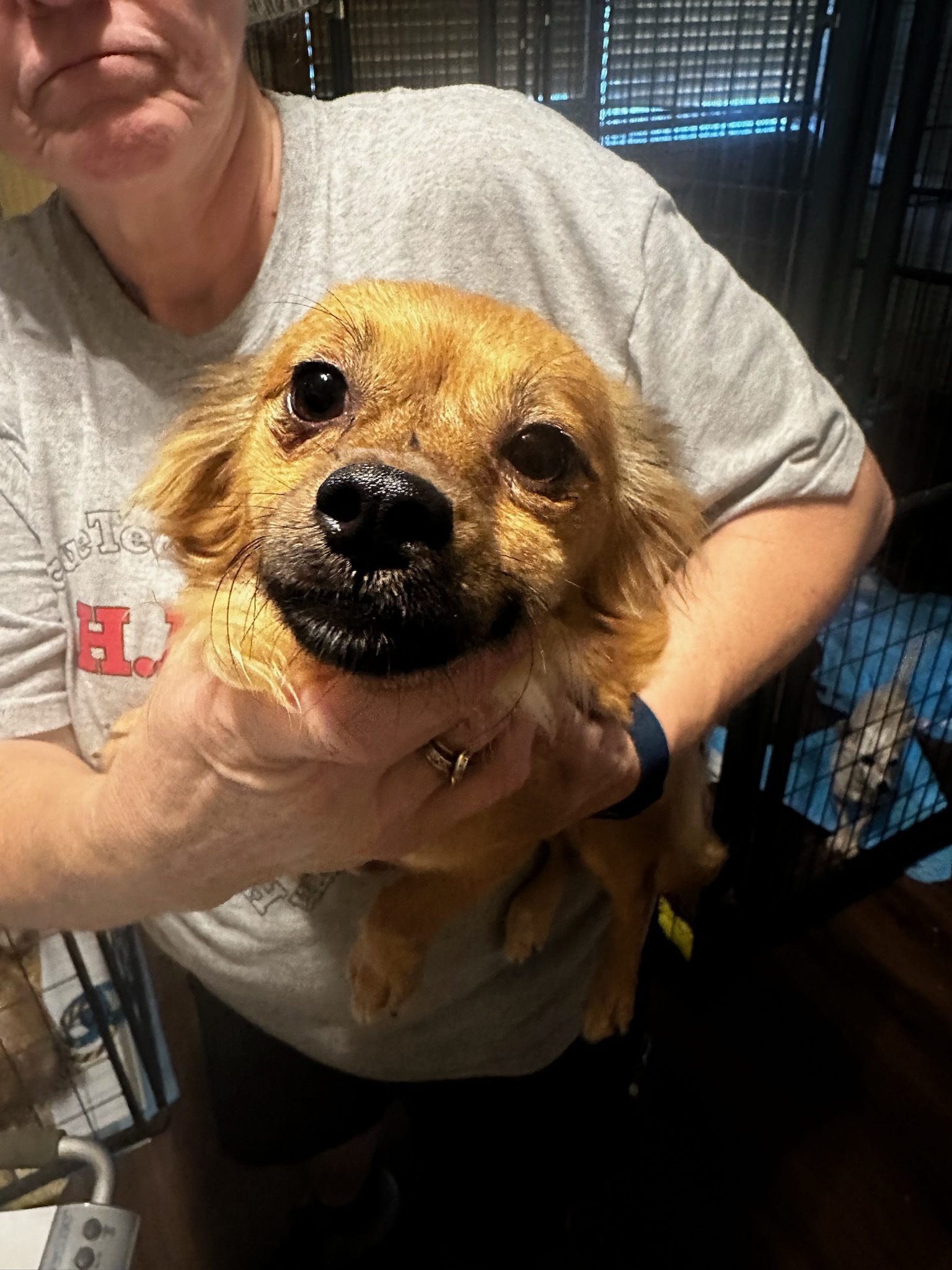 Bambi, an adoptable Papillon, Chihuahua in Wauchula, FL, 33873 | Photo Image 1