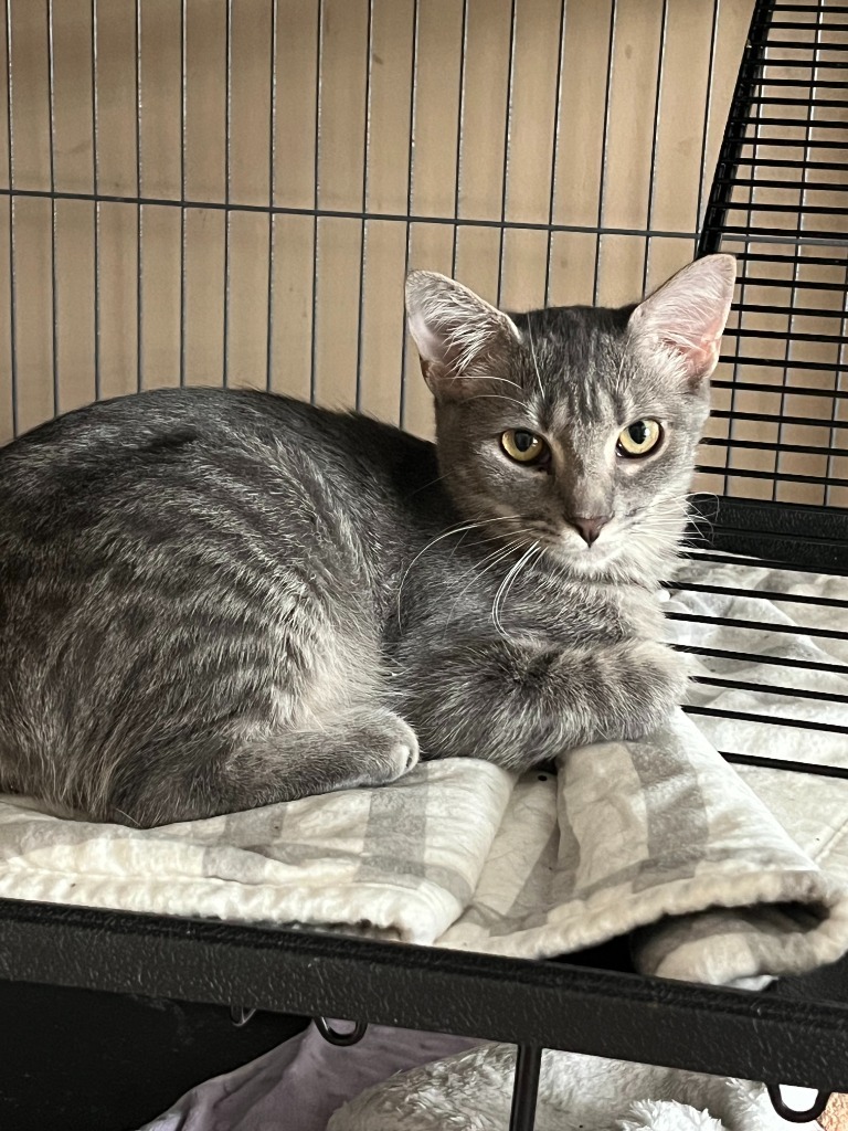 Willow, an adoptable Domestic Short Hair in Grovetown, GA, 30813 | Photo Image 1