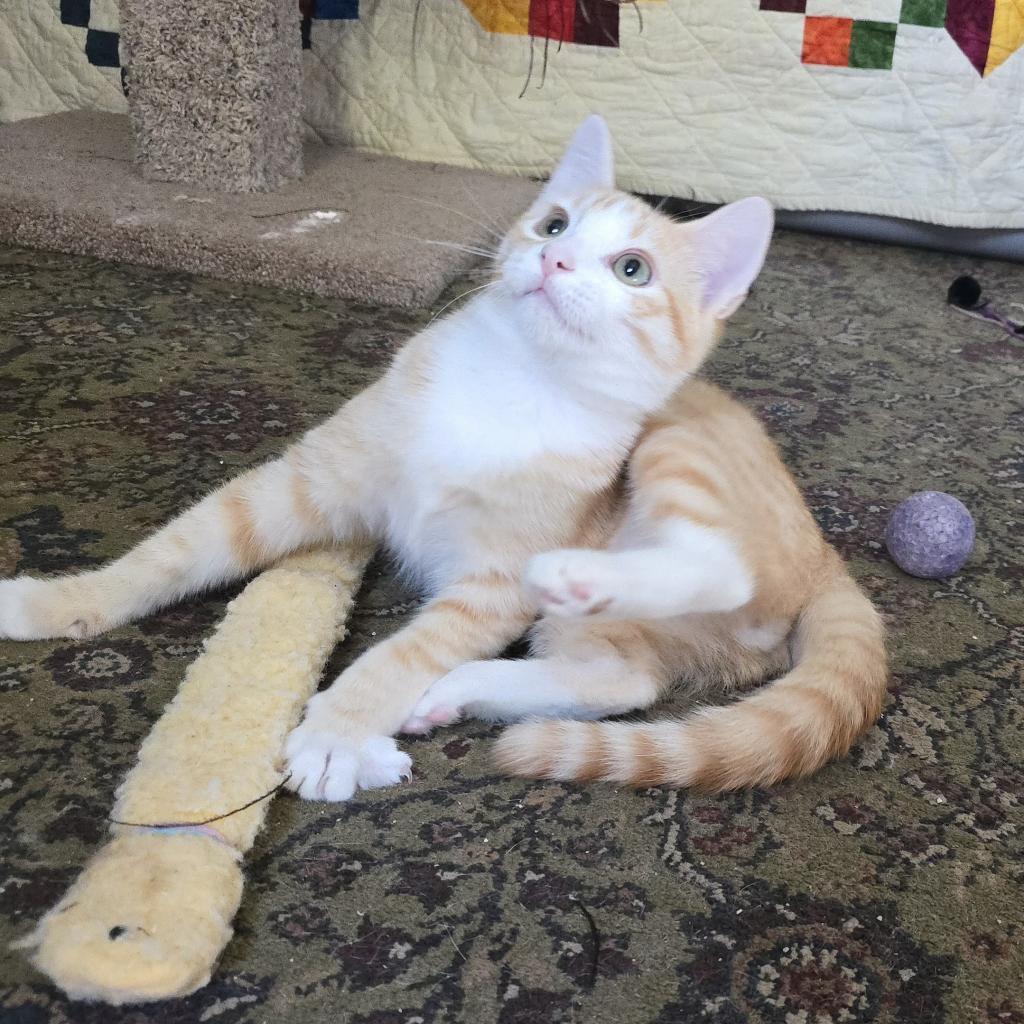 Laranja, an adoptable Domestic Short Hair in Grantsville, UT, 84029 | Photo Image 1