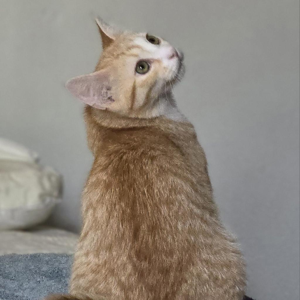 Laranja, an adoptable Domestic Short Hair in Grantsville, UT, 84029 | Photo Image 2