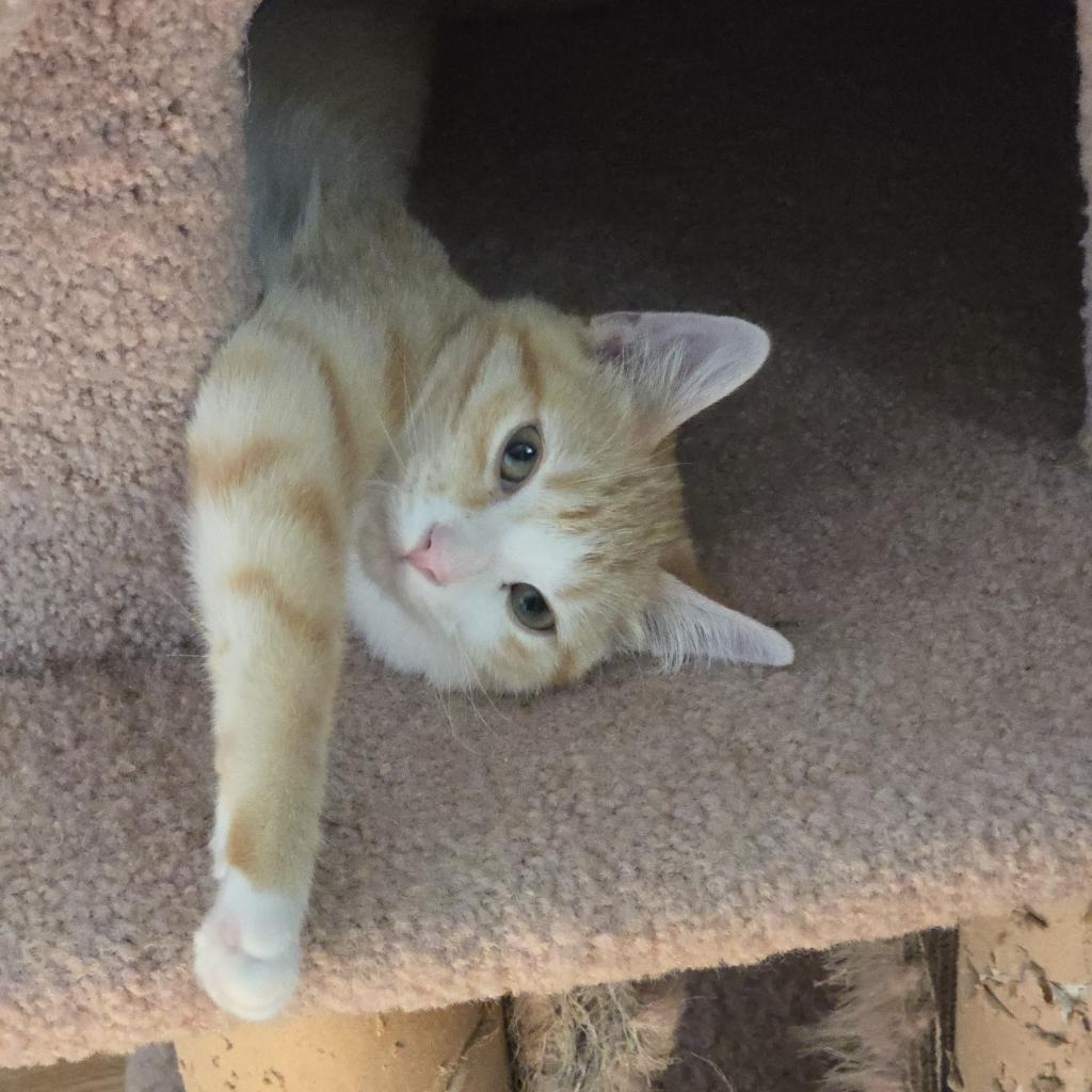 Laranja, an adoptable Domestic Short Hair in Grantsville, UT, 84029 | Photo Image 3