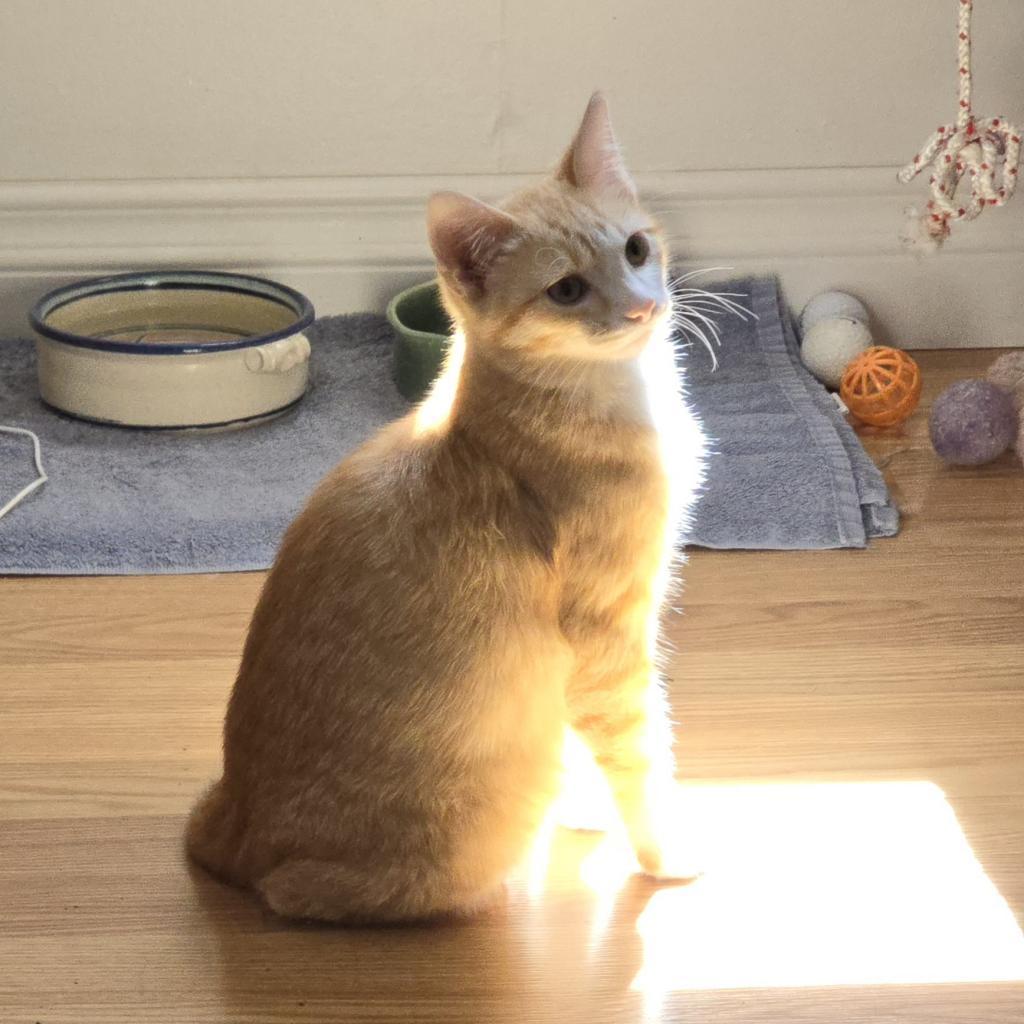 Laranja, an adoptable Domestic Short Hair in Grantsville, UT, 84029 | Photo Image 4