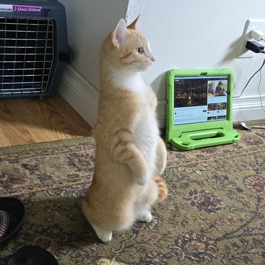 Laranja, an adoptable Domestic Short Hair in Grantsville, UT, 84029 | Photo Image 5