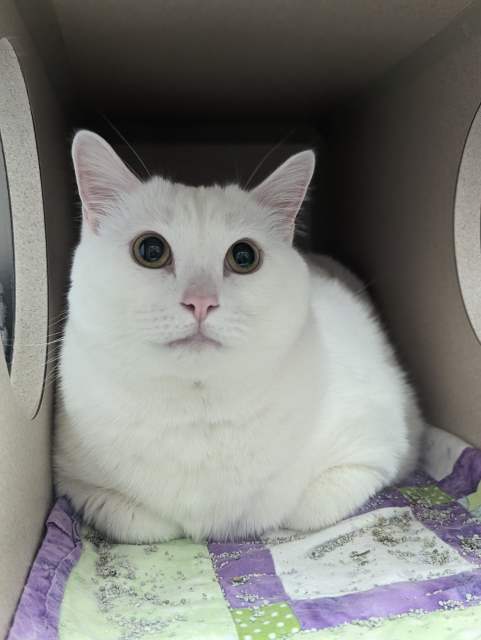 Goku, an adoptable Domestic Short Hair in Pagosa Springs, CO, 81147 | Photo Image 1